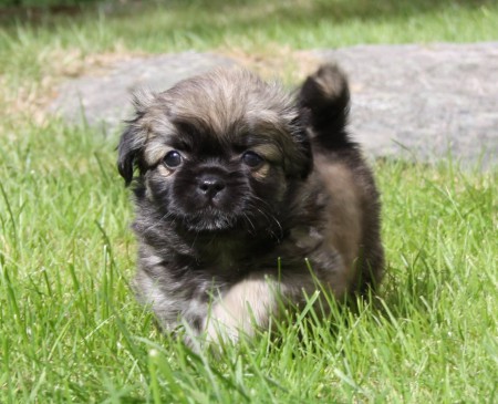 Twist'n Shout Theo Dragon